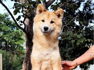 Cachorro raça SRD-ViraLata idade 1 ano nome Catarina