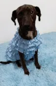 Portuguesa 