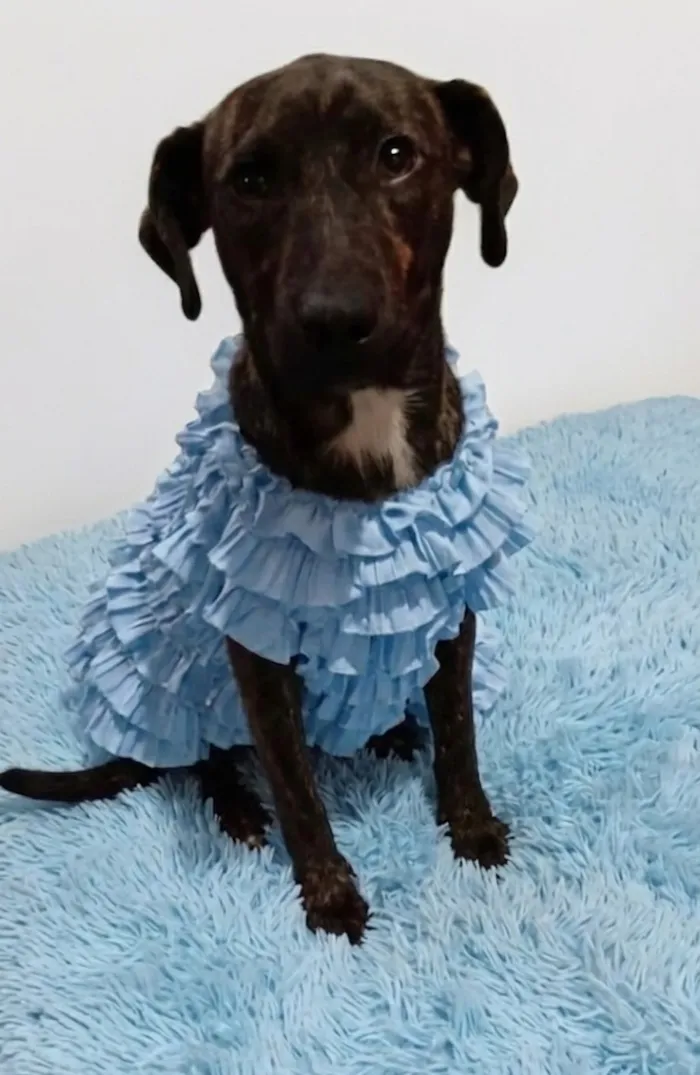 Cachorro raça SRD-ViraLata idade 1 ano nome Portuguesa 