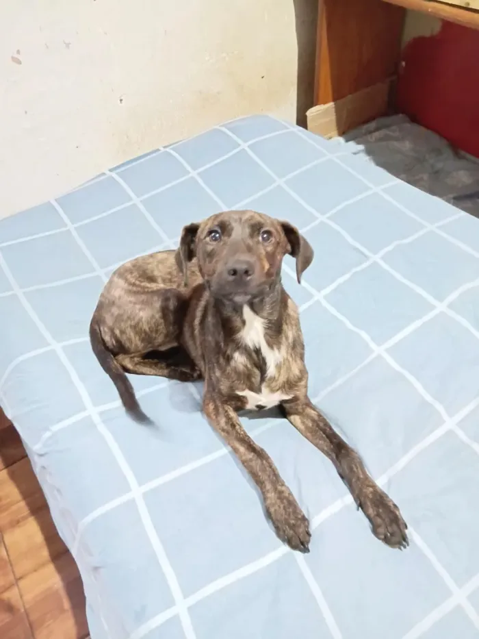Cachorro raça SRD-ViraLata idade 1 ano nome Portuguesa 