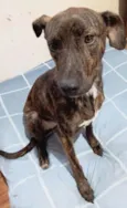 Portuguesa 