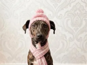 Cachorro raça SRD-ViraLata idade 1 ano nome Portuguesa 