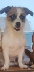 Lindinha 
