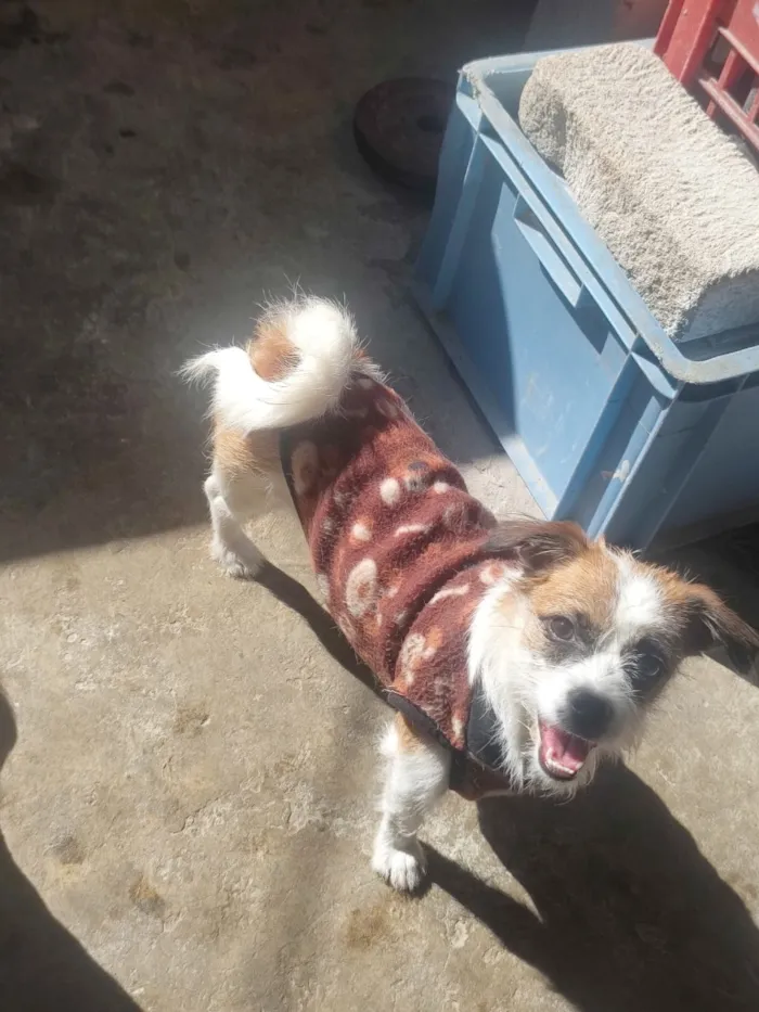 Cachorro raça SRD-ViraLata idade 7 a 11 meses nome Lindinha 