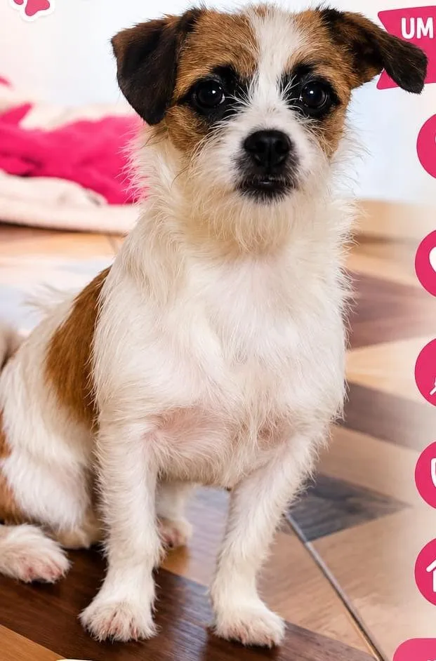 Cachorro raça SRD-ViraLata idade 7 a 11 meses nome Lindinha 