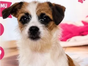 Cachorro raça SRD-ViraLata idade 7 a 11 meses nome Lindinha 