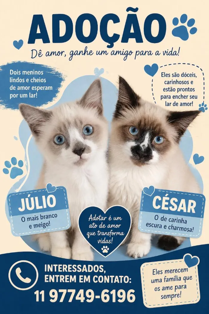 Gato raça SRD-ViraLata idade 2 a 6 meses nome null