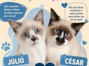 Gato raça SRD-ViraLata idade 2 a 6 meses nome null