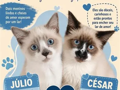 Gato raça SRD-ViraLata idade 2 a 6 meses nome null