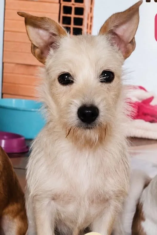 Cachorro raça SRD-ViraLata idade 7 a 11 meses nome Florzinha 