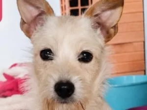 Cachorro raça SRD-ViraLata idade 7 a 11 meses nome Florzinha 