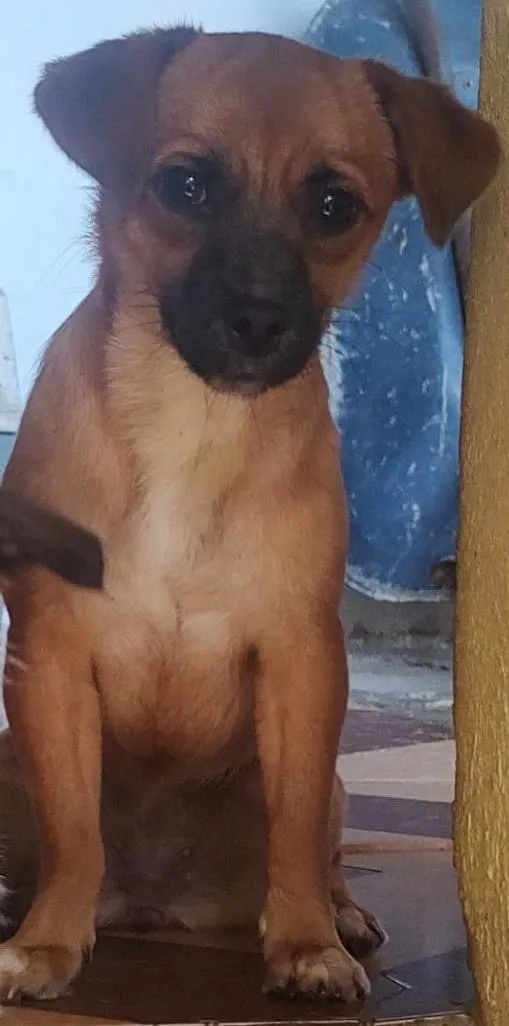 Cachorro raça SRD-ViraLata idade 7 a 11 meses nome Docinho