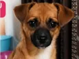 Docinho