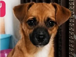 Cachorro raça SRD-ViraLata idade 7 a 11 meses nome Docinho