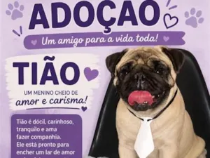 Cachorro raça SRD-ViraLata idade 4 anos nome Tião