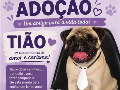Cachorro raça SRD-ViraLata idade 4 anos nome Tião