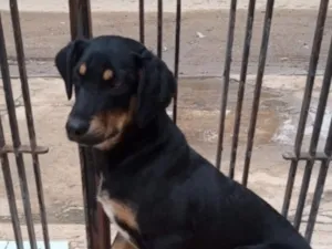Cachorro raça SRD-ViraLata idade 7 a 11 meses nome Levi