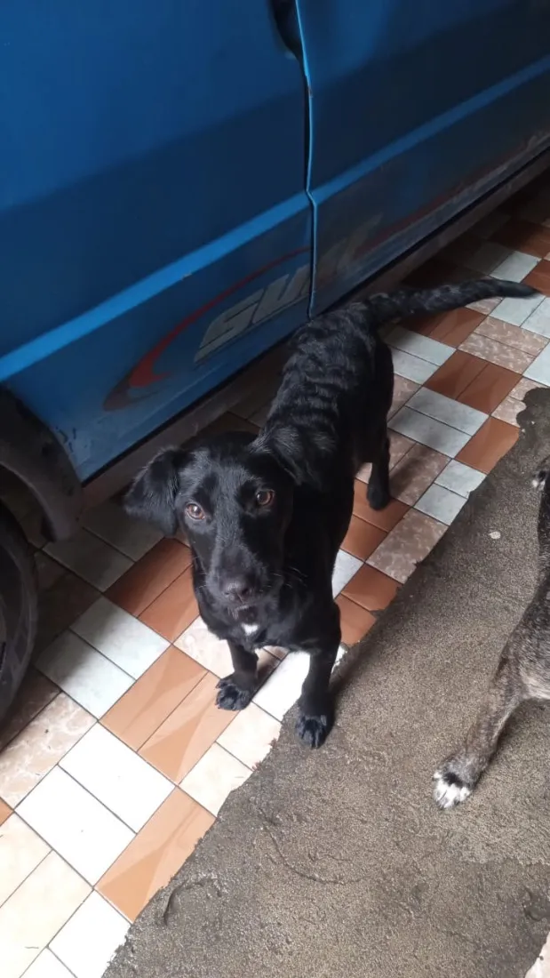 Cachorro raça SRD-ViraLata idade 7 a 11 meses nome Lara 