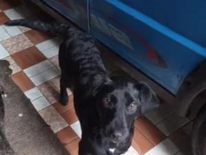 Cachorro raça SRD-ViraLata idade 7 a 11 meses nome Lara 