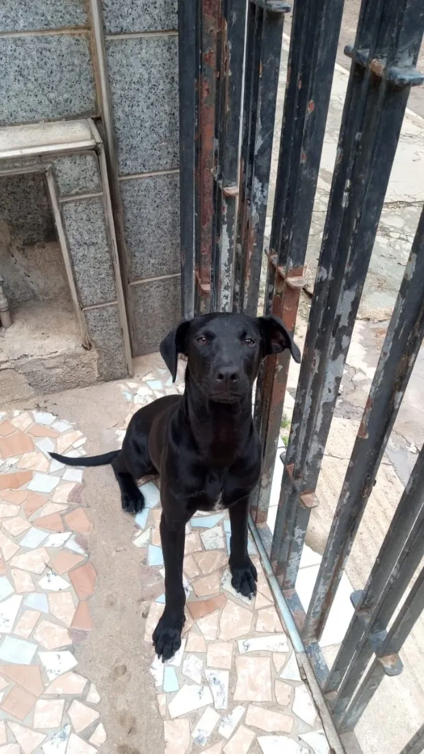 Cachorro raça SRD-ViraLata idade 7 a 11 meses nome Luan