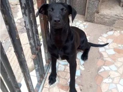 Cachorro raça SRD-ViraLata idade 7 a 11 meses nome Luan