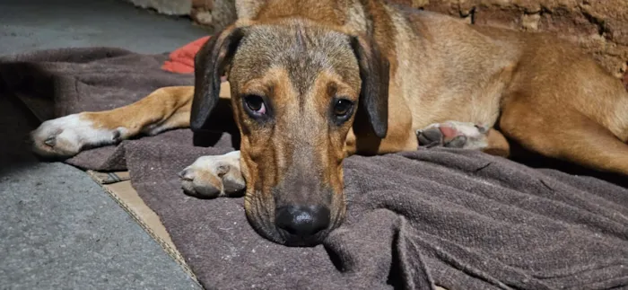 Cachorro raça SRD-ViraLata idade 2 a 6 meses nome Nome Desconhecido 
