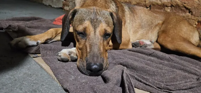 Cachorro raça SRD-ViraLata idade 2 a 6 meses nome Nome Desconhecido 
