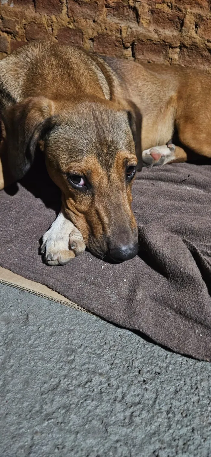Cachorro raça SRD-ViraLata idade 2 a 6 meses nome Nome Desconhecido 