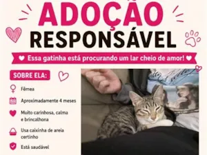 Gato raça SRD-ViraLata idade 2 a 6 meses nome Gata