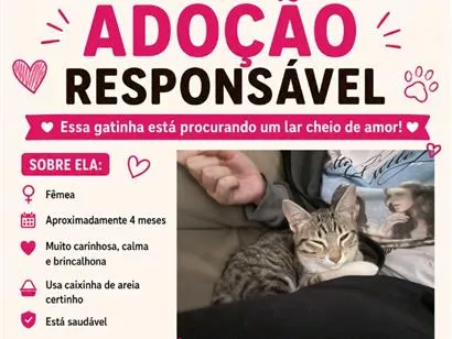 Gato raça SRD-ViraLata idade 2 a 6 meses nome Gata