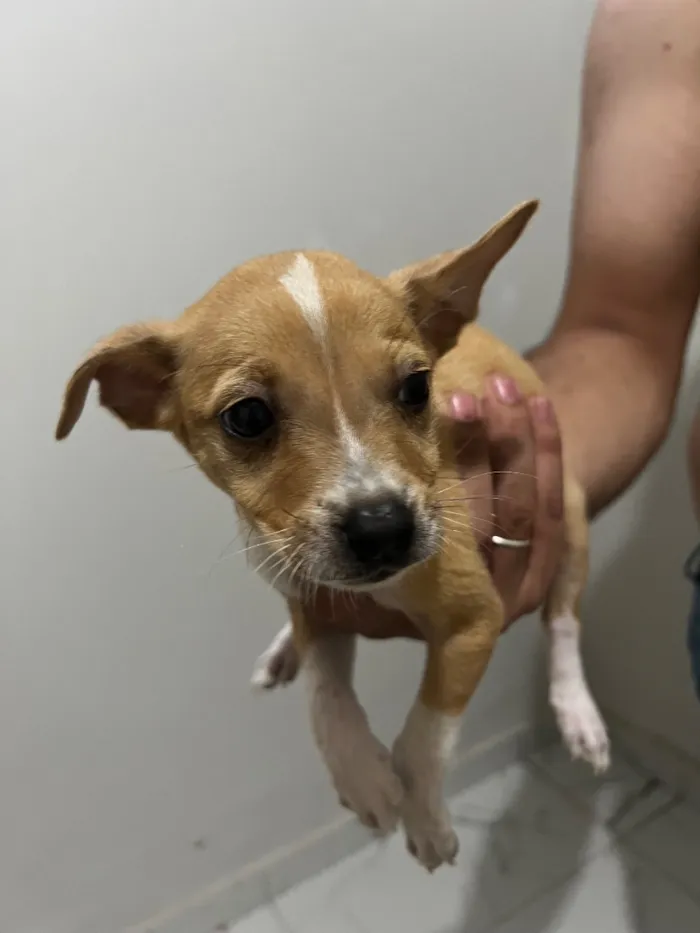 Cachorro raça SRD-ViraLata idade 2 a 6 meses nome Eles não possuem nomes 