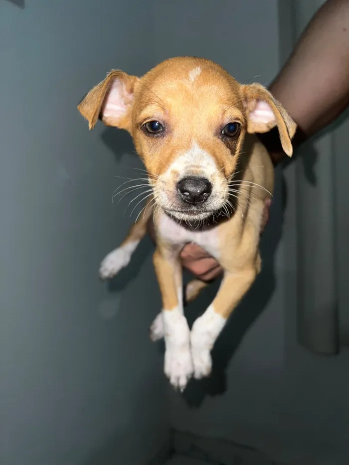 Cachorro raça SRD-ViraLata idade 2 a 6 meses nome Eles não possuem nomes 