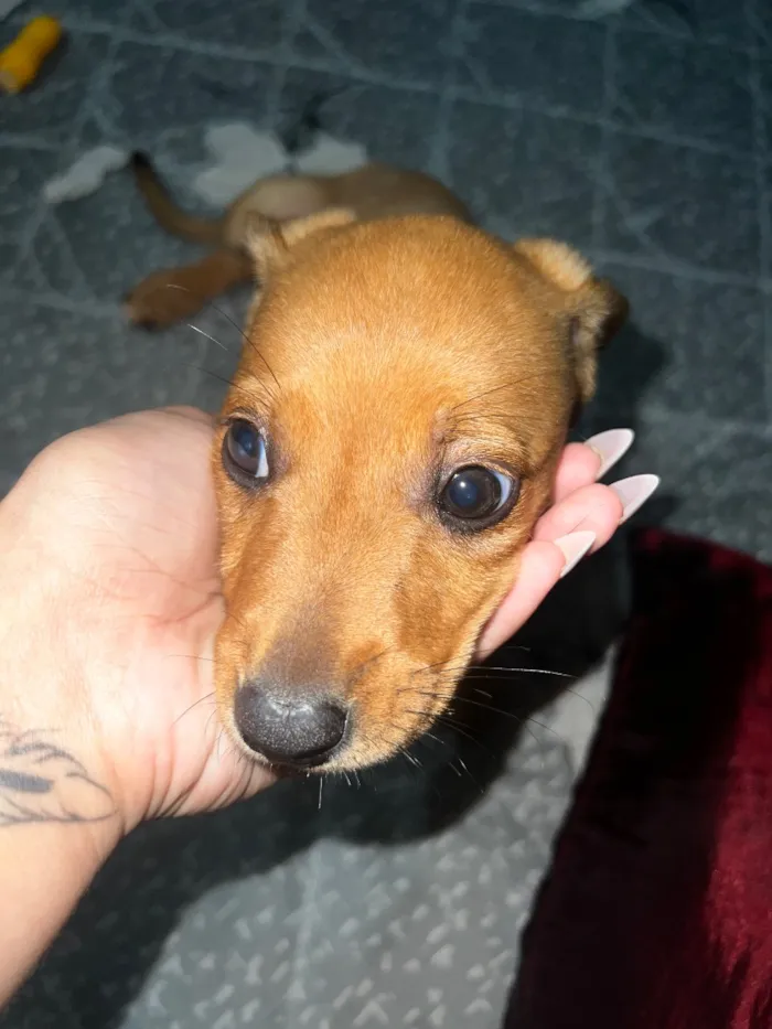 Cachorro raça SRD-ViraLata idade 2 a 6 meses nome Eles não possuem nomes 