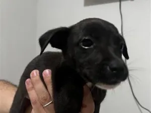 Cachorro raça SRD-ViraLata idade 2 a 6 meses nome Eles não possuem nomes 