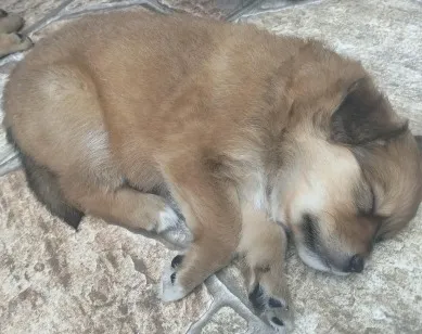 Cachorro raça SRD-ViraLata idade 2 a 6 meses nome Paçoca 