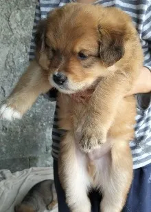 Cachorro raça SRD-ViraLata idade 2 a 6 meses nome Paçoca 