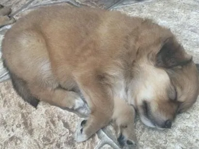 Cachorro raça SRD-ViraLata idade 2 a 6 meses nome Paçoca 