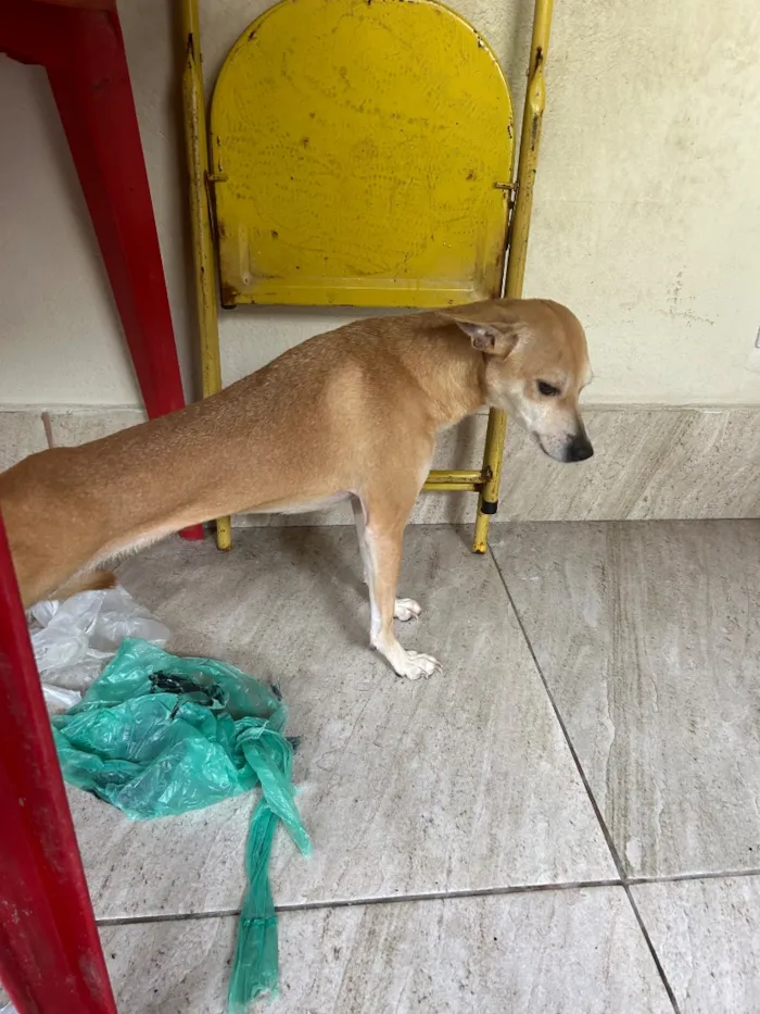 Cachorro raça SRD-ViraLata idade 2 anos nome Kiara
