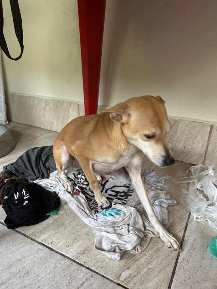 Cachorro raça SRD-ViraLata idade 2 anos nome Kiara