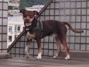 Cachorro raça SRD-ViraLata idade 1 ano nome Snoopy 