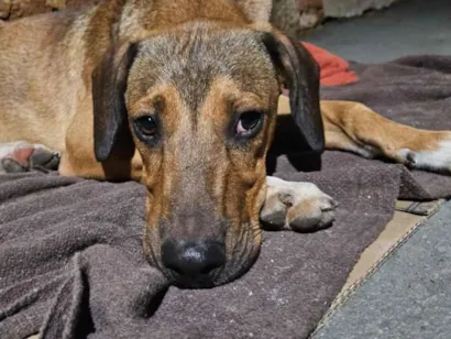 Cachorro raça SRD-ViraLata idade 2 a 6 meses nome Nome Desconhecido 