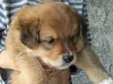 Cachorro raça SRD-ViraLata idade 2 a 6 meses nome Paçoca 