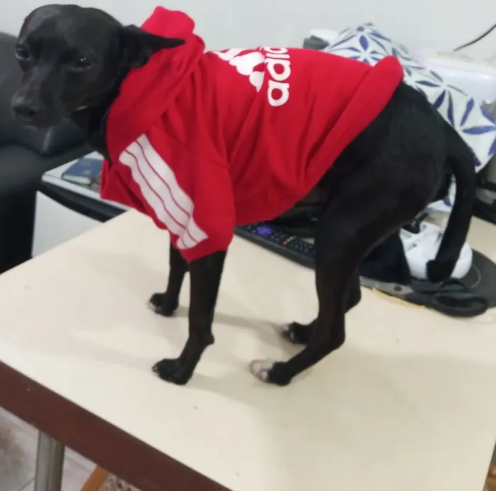 Cachorro raça Pinscher idade 2 anos nome Pedro Henrique (PH)