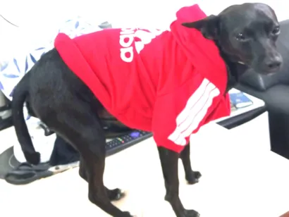 Cachorro raça Pinscher idade 2 anos nome Pedro Henrique (PH)