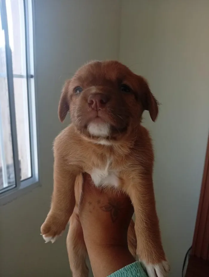 Cachorro raça SRD-ViraLata idade 2 a 6 meses nome cachorrinhos