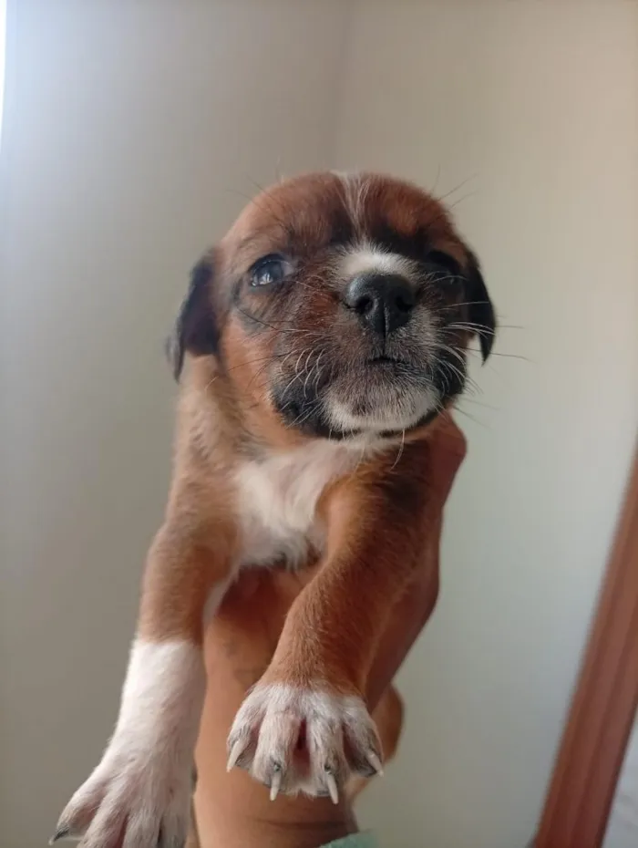 Cachorro raça SRD-ViraLata idade 2 a 6 meses nome cachorrinhos