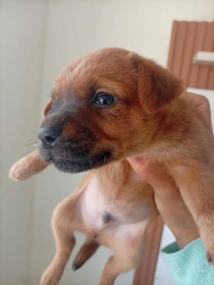 Cachorro raça SRD-ViraLata idade 2 a 6 meses nome cachorrinhos