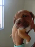 cachorrinhos