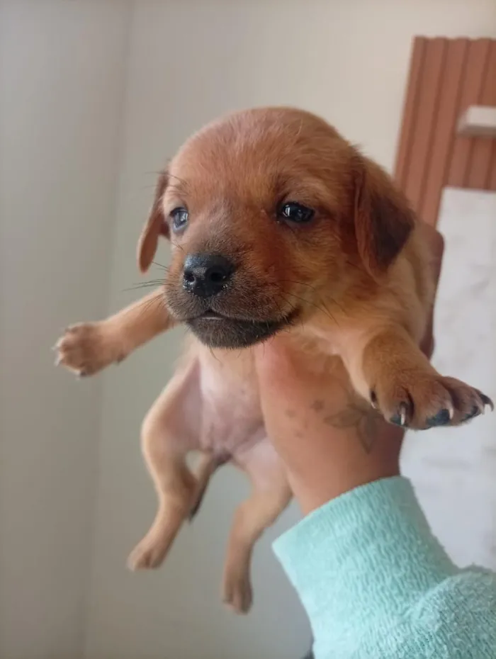 Cachorro raça SRD-ViraLata idade 2 a 6 meses nome cachorrinhos