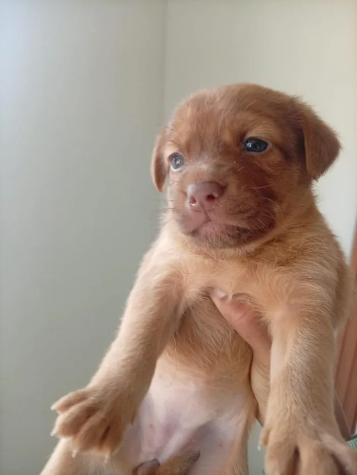 Cachorro raça SRD-ViraLata idade 2 a 6 meses nome cachorrinhos